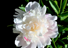 a white peony with pink specks