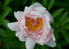 a half bloomed light pink peony with a yellow center