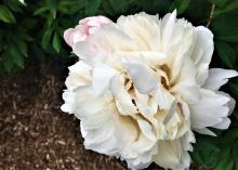 white peony flower