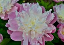 oink peony with cream center