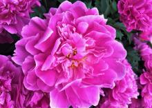 bright pink peony flower 