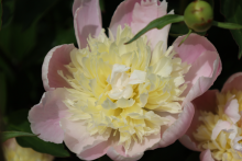 light pink peony with a spiky off-white/yellow center