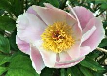 soft pink peony with yellow center