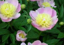 pink flower with yellow center