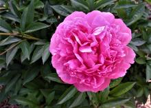 bright pink peony flower