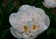 white peony flower with yellow center 