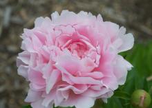 pink peony flower