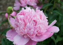pink peony flower