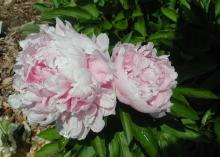 two light pink peony flowers