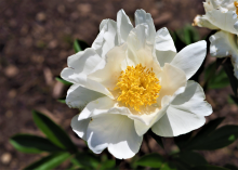 white peony with a yellow center