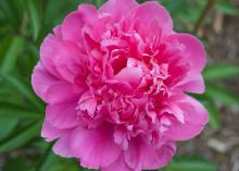 bright pink peony flower