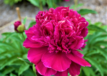 a fluffy magenta peony