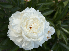a fluffy white peony