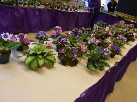 African violets displayed on a table