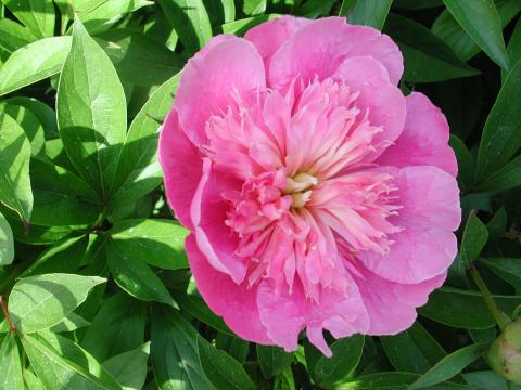A bright pink peony flower