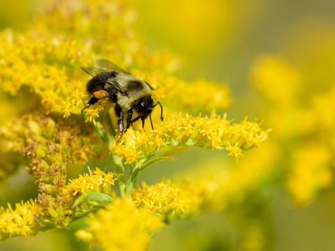 Bee on goldenrod