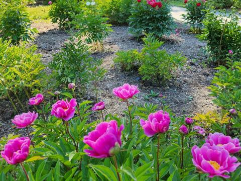 A small flower bed of bright pink peonies