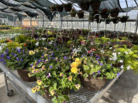Decorative annual plants in baskets