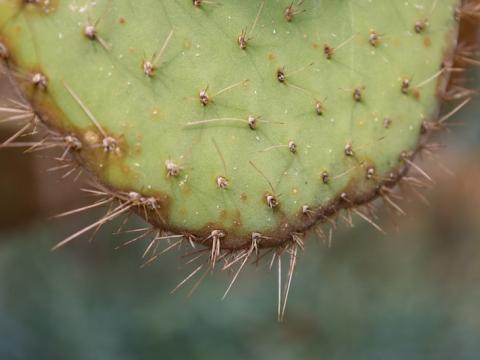 closeup image of a cactus