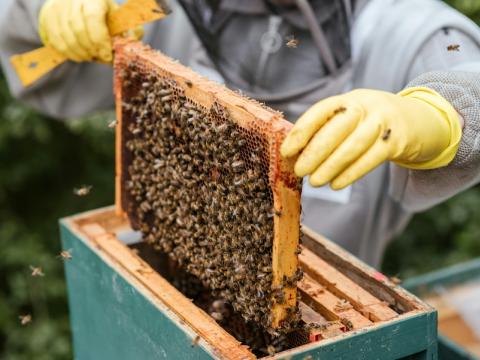 bee keeper pulling out tray of hive