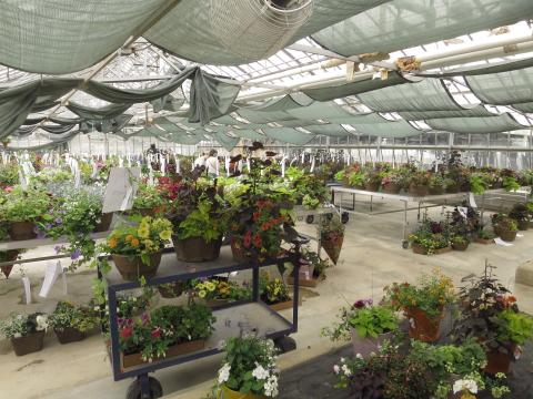 plant sale in greenhouse, a cart filled with baskets of plants