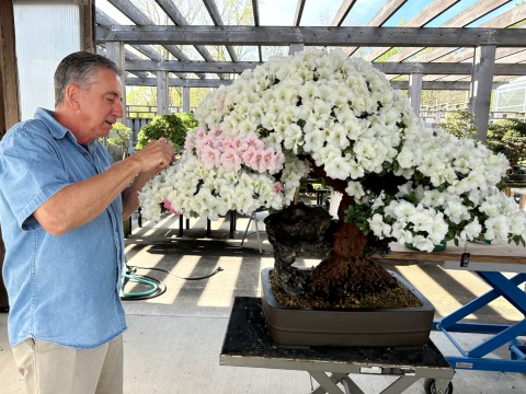 person trimming flowering bonsai