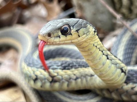 Eastern garter snake with tongue out