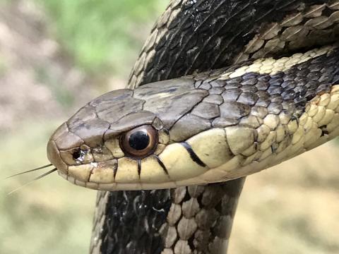close up of Eastern garter snake