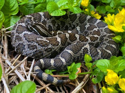 Eastern massasauga rattlesnake in green leaves