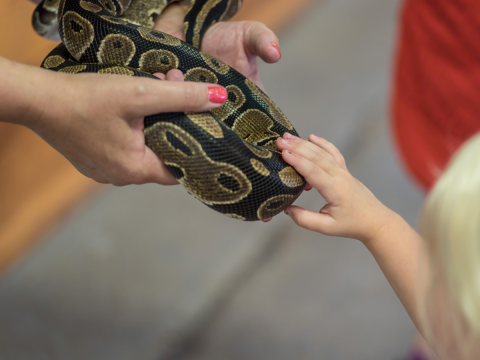 child hand touching snake as adult holds the snake