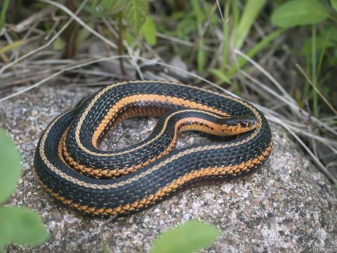 Snake coiled on a rock