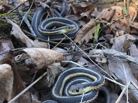 Two snakes coiled on the ground