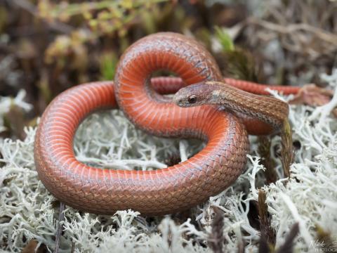 Snake semi-coiled on the ground