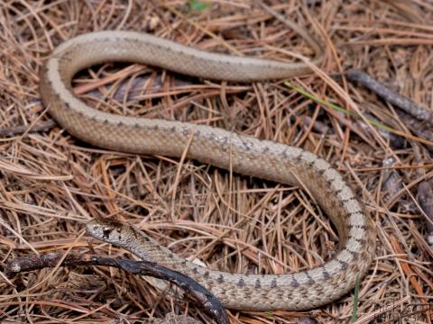 Snake slithering on the ground