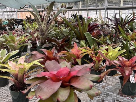 A table filled with Bromeliad plants