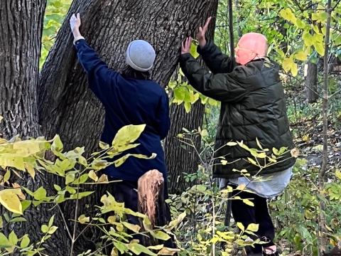 two people placing hands on tree