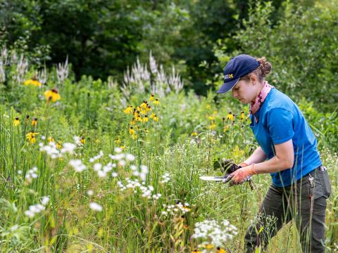 Calla holding a native plant seedling and a small hand shovel as she stands in great lakes garden