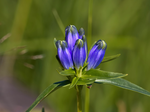 Gentiana linearis (narrow-leaved gentian) - purple flower against green organic background