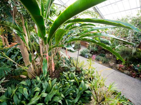 matthaei botanical gardens tropical house photo