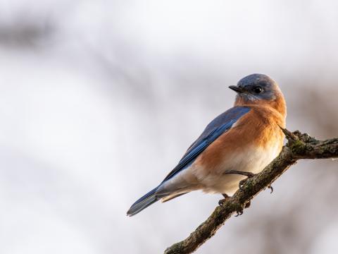 blue bird on a leafless branch