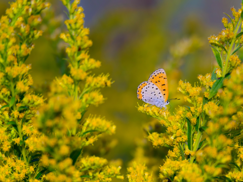 butterfly on goldenrod