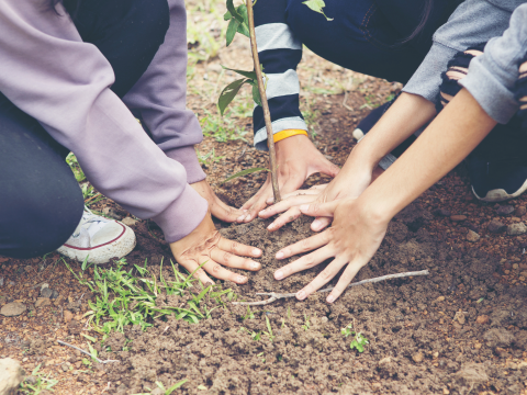 hands of two people on ground next to small freshly planted small tree