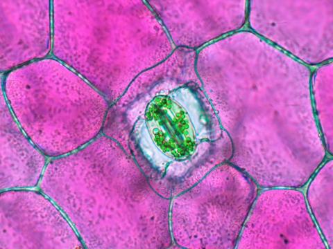 Microscope image of the stomata (a tiny pore that helps plants breathe) of a Moses-in-the-cradle Plant (Tradescantia spathacea) 