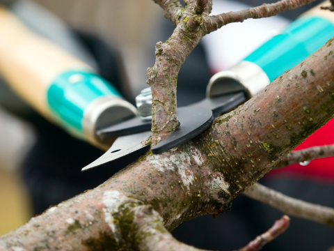 trimming a tree branch