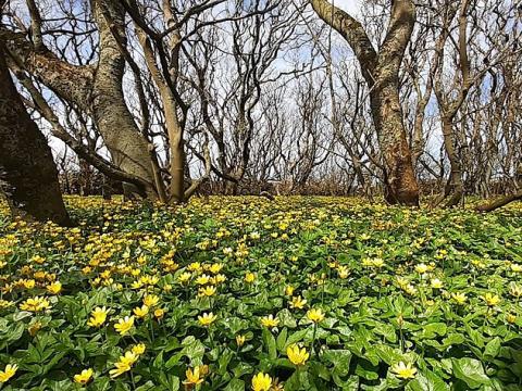 field of lesser celandine