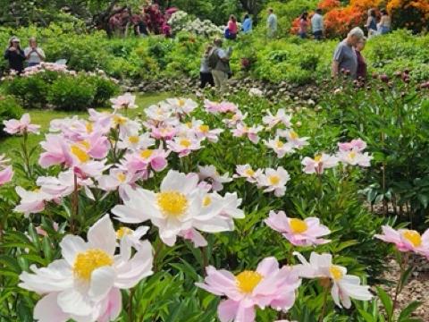 Peony garden with fresh sprouts
