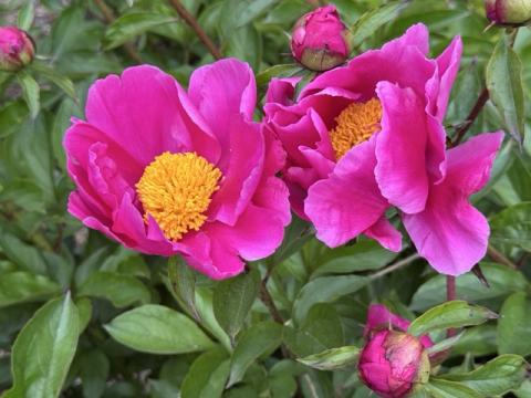 bright pink peony flowers with yellow centers