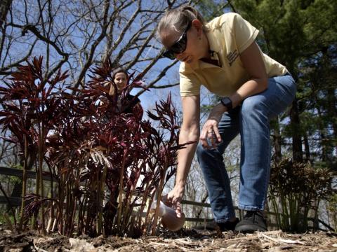 UM civil and environmental engineering professors Nancy Love and Krista Wigginton apply human urine-derived fertilizer to beds of peonies at Nichols Arboretum
