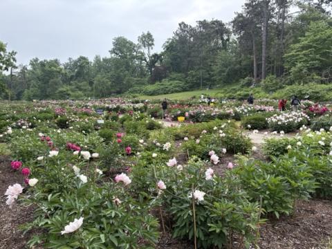 Fresh peony sprouts