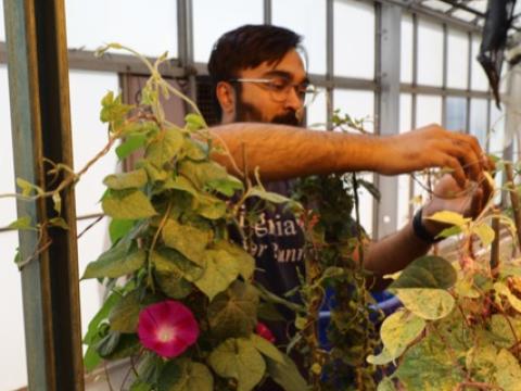 Dr.Inam Jameel in greenhouse with morning glory plants